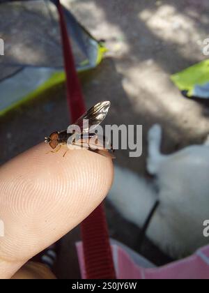 Östliche Bandflügelfliege (Hypocritanus fascipennis) Stockfoto