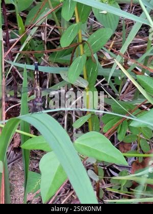 Little Blue Dragonlet (Erythrodiplax minuscula) Stockfoto