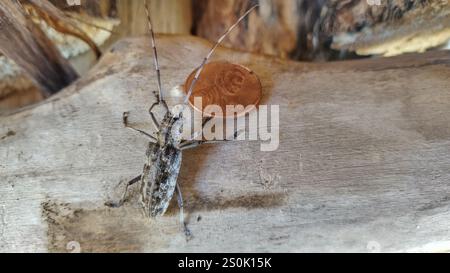 Kiefer Sawyer (Monochamus clamator) entdeckt Stockfoto