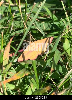 Geometer Motte (Haematopis grataria) Stockfoto