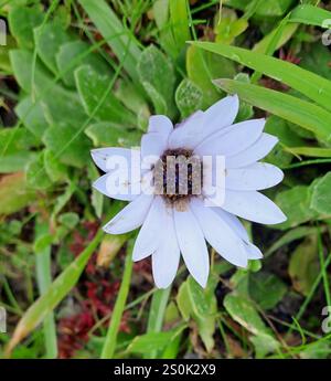 Afrikanische Gänseblümchen (Dimorphotheca fruticosa) Stockfoto