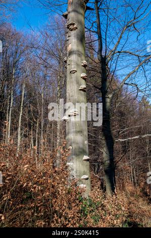 Buchenstamm mit parasitären Baumpilzen oder Heilpilzen. Stockfoto