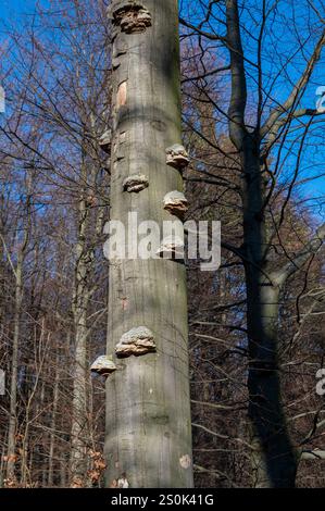 Buchenstamm mit parasitären Baumpilzen oder Heilpilzen. Stockfoto