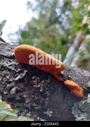 Nördliches Zinnober-Polypore (Trametes cinnabarina) Stockfoto