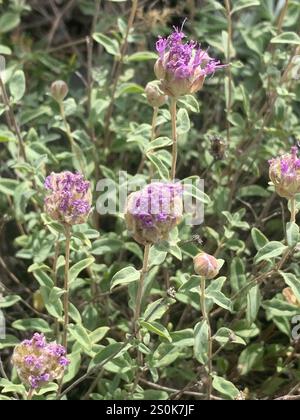 Bergkojote-Minze (Monardella odoratissima) Stockfoto