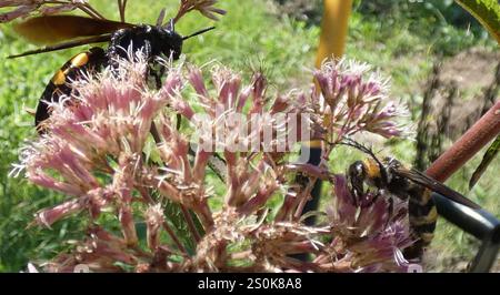 Große vierfleckige Scoliid Wasp (Pygodasis quadrimaculata) Stockfoto