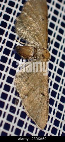 Wermut Mops (Eupithecia absinthiata) Stockfoto