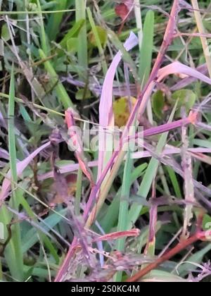 Little Blue Dragonlet (Erythrodiplax minuscula) Stockfoto