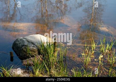 Eine ruhige Teichszene mit einem großen Felsen und üppigen grünen Gras entlang der Küste. Die Wasseroberfläche reflektiert die umliegenden Bäume und den Himmel, cre Stockfoto