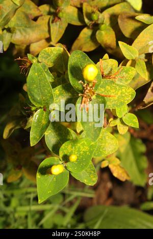 Tall Tutsan (Hypericum x Inodorum) Stockfoto