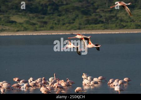 Große Flamingos (Phoenicopterus roseus) im Flug über Flamingos im See Stockfoto