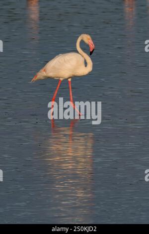 Großer Flamingo (Phoenicopterus roseus) zu Fuß im See Stockfoto