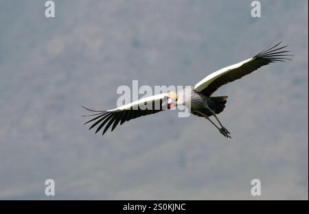 Gekrönter Krane (Balearica regulorum) im Flug Stockfoto