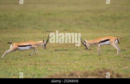 Thomson's Gazelle (Eudorcas thomsonii). Zwei Männer kämpfen um ein Weibchen Stockfoto