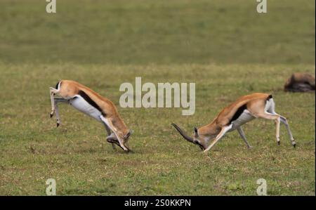 Thomson's Gazelle (Eudorcas thomsonii). Zwei Männer kämpfen um ein Weibchen Stockfoto