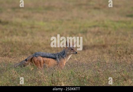 Schwarze Schakale (Canis mesomelas) jagen in hohem Gras Stockfoto