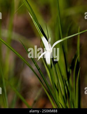 Die Rhynchospora-Spezies, allgemein bekannt als weiße Segge, hat lange weiße und grüne Brakken und schlanke Blätter. Stockfoto