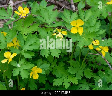 Im Frühjahr blüht der leuchtend gelbe Celandine-Mohn Stylophorum diphyllum entlang des Shirley Miller Wildflower Trail, Pigeon Mountain, Georgia. Stockfoto