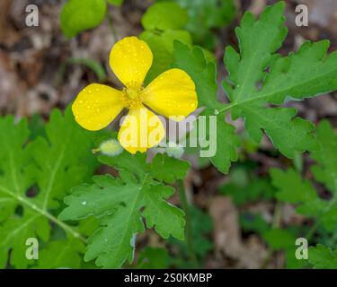 Im Frühjahr blüht am Shirley Miller Wildflower Trail, Pigeon Mountain, ein hellgelber Celandine Poppy, Stylophorum diphyllum. Stockfoto