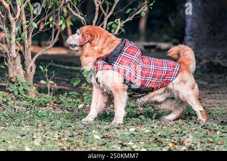 Ein Golden Retriever Hund früh im Winter Stockfoto