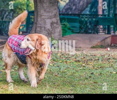 Ein Golden Retriever, der Spaziergänge im Garten genießt Stockfoto