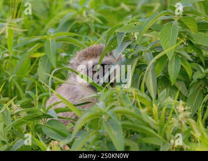Vervet Monkey (Chlorocebus aethiops), der durch hohe Vegetation blickt Stockfoto
