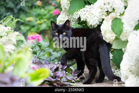 Porträt einer schwarzen Katze, die zwischen weißen Hortensien in einem lebendigen Blumengarten steht, Großbritannien. Stockfoto