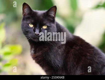 Porträt einer schwarzen Katze, die in einem Garten sitzt, Großbritannien. Stockfoto