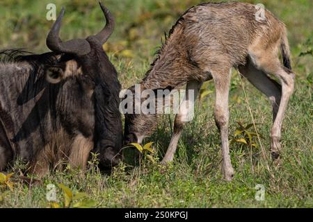 Blaugnus oder gebürstete gnu-Mutter (Connochaetes taurinus) begrüßt neugeborenes Kalb Stockfoto