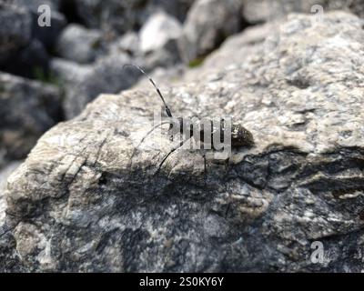 Zimmermann Sägekäfer (Monochamus sartor) Stockfoto