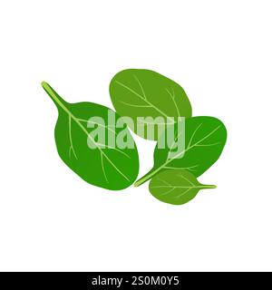 Frische grüne Spinatblätter auf weißem Hintergrund. Stock Vektor