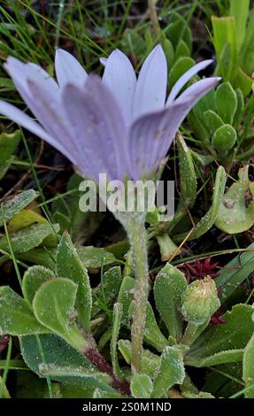 Afrikanische Gänseblümchen (Dimorphotheca fruticosa) Stockfoto