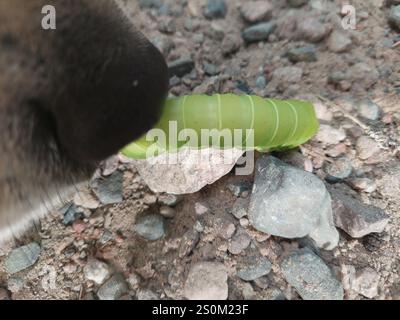 Nordamerikanische Luna Moth (Actias luna) Stockfoto