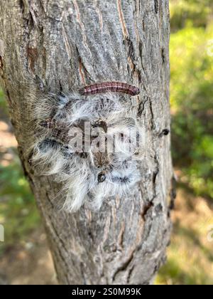 Walnuss Raupenmotte (Datana integerrima) Stockfoto