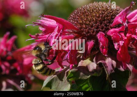 Weißschultrige Hummel (Bombus appositus) Stockfoto