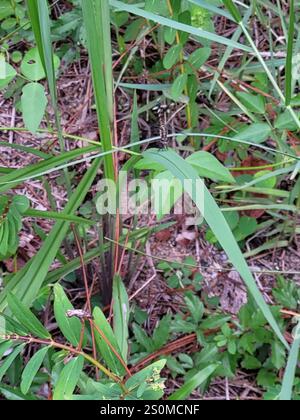 Little Blue Dragonlet (Erythrodiplax minuscula) Stockfoto