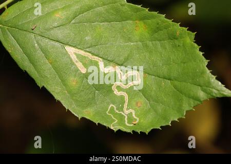 Goldenes Pigmy (Stigmella aurella) Stockfoto