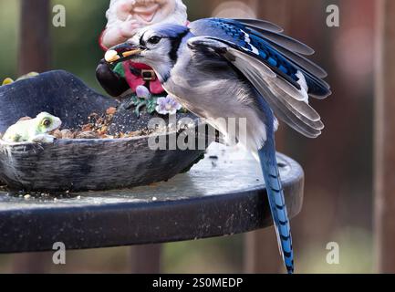Ein Bluejay auf dem Hinterhof-Deck. Stockfoto