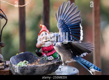 Ein Bluejay auf dem Hinterhof-Deck. Stockfoto
