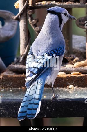 Ein Bluejay auf dem Hinterhof-Deck. Stockfoto