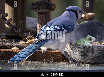 Ein Bluejay auf dem Hinterhof-Deck. Stockfoto