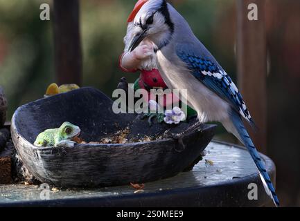 Ein Bluejay auf dem Hinterhof-Deck. Stockfoto