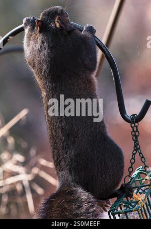 Ein Eichhörnchen kommt auf dem Hinterhof-Deck an. Stockfoto