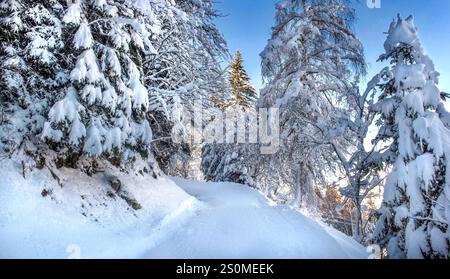 Skipiste durch einen wunderschönen Wald mit schneebedeckten Tannen im Skigebiet tarentaise französische alpen Stockfoto