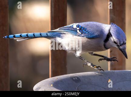 Ein Bluejay auf dem Hinterhof-Deck. Stockfoto