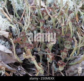 Gebräunte Pixie Flechten (Cladonia gracilis turbinata) Stockfoto