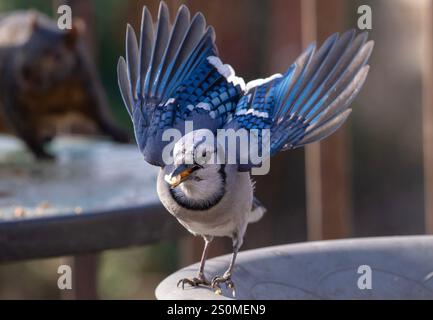 Ein Bluejay auf dem Hinterhof-Deck. Stockfoto