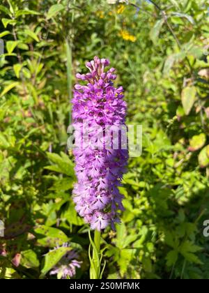 Kleine lila gesäumte Orchidee (Platanthera Psycodes) Stockfoto