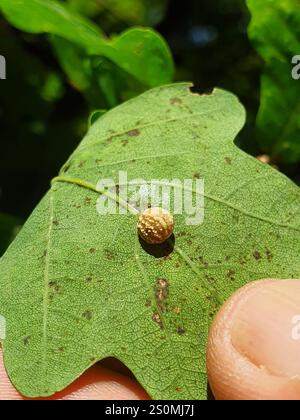 Gestreifte Pea Gall Wasp (Cynips longiventris) Stockfoto