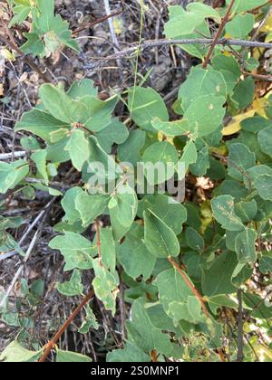 Kriechbeere (Symphoricarpos mollis) Stockfoto